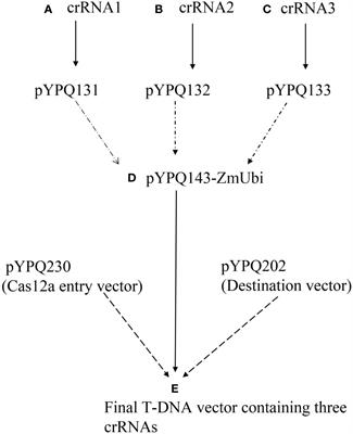 LbCas12a mediated suppression of Cotton leaf curl Multan virus